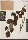 Foto von Salix caprea L.
